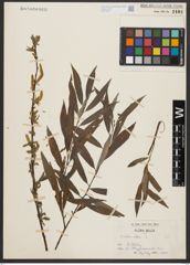 Foto von Salix alba L.